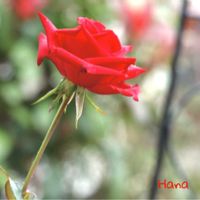 バラ,薔薇,マイガーデン,花のある暮らし,秋バラの画像