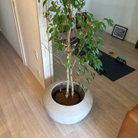 ベンジャミンの画像