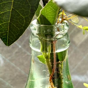 ビバーナム ティヌス,苔玉,切り花,葉脈,苔 (コケ)の画像