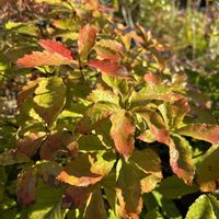 サギソウ,コナラ,タイワンホトトギス,サネカズラ,盆栽の画像