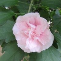 クフェア,ムクゲ,ルコウソウ,ワタ,寄り道散歩の画像