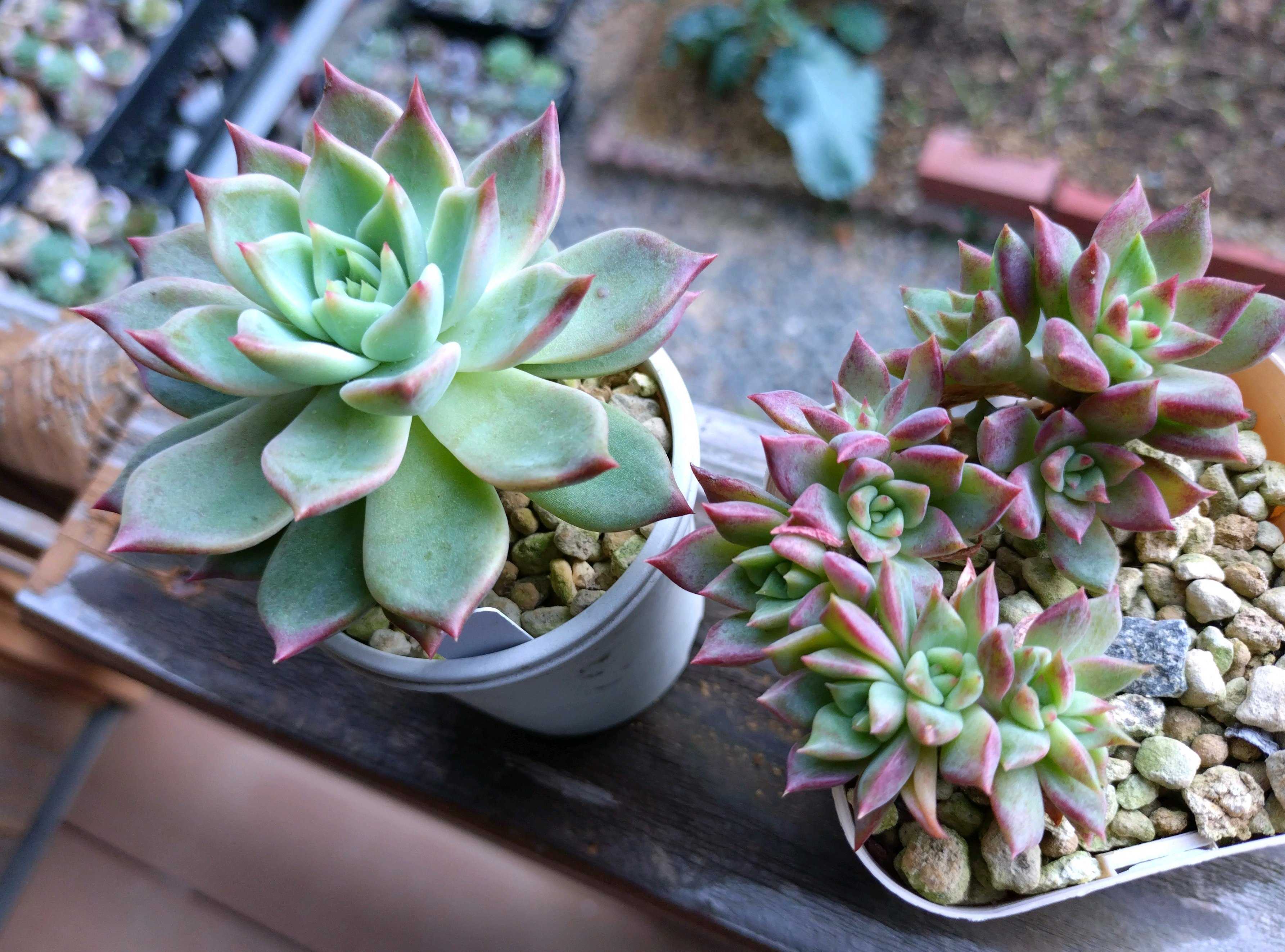 つぶつぶ屋の一覧｜🍀GreenSnap（グリーンスナップ）