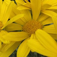 ユリオプスデージー,鉢植え,おうち園芸の画像