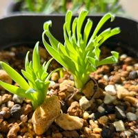 アルブカ,アルブカ コンコルディアナ,多肉植物,多肉多肉多肉,アルブカ属の画像