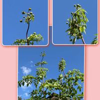 カモミール,カモミール,皇帝ダリア,皇帝ダリアの画像