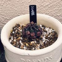 シンメトリカ,シンメトリカ,ホリダ,メロフォルミス,多肉植物の画像