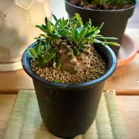 峨眉山,ユーフォルビア・峨眉山,多肉植物,ユーフォルビアの画像