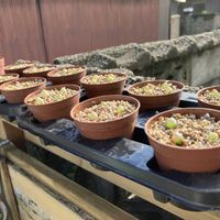 コノフィツム・ブルゲリ,コノフィツム・マウガニー,スライムの画像