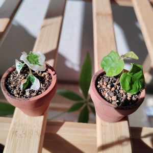 プミラ,観葉植物,100均,初心者,挿し芽の画像