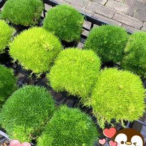 今日の花,お散歩写真,GSのみなさんに感謝♡,お出かけ先にて,元気な花の画像