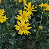 ユリオプスデージー,いつもの散歩道♡の画像