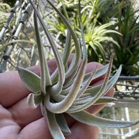 チランジア,エアプランツの画像