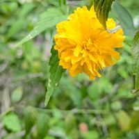 ヤマブキ,お出かけ先の画像