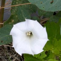 チョウセンアサガオ,お出かけ先の画像