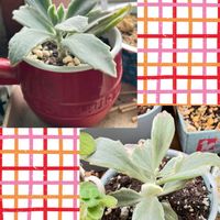 ゴールデンラビット,ファング,月の光,草原のうさぎ,草原のうさぎの画像