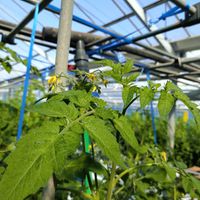 ミニトマトの画像