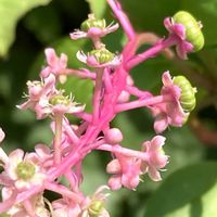 アスター,ヤマゴボウ,シシトウ,ヨウシャヤマゴボウ,収穫の画像