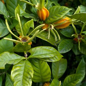 クチナシの画像