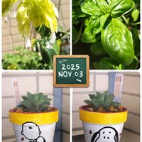 スイートバジル,ハオルチア レツーサ,小海老草(こえびそう）,GSの繋がりに感謝♡,バラと夢CLUBの画像