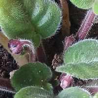 セントポーリア,セントポーリア,宮城県,我ら宮城県民,玄関内側の画像