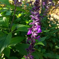 カキドオシ,サルビア イエローマジェスティ,サルビア バイオリン ミュージック,メキシカンブッシュ・セージ,チェリーセ―ジホットリップスの画像