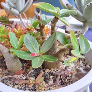 アデニウム アラビカム,塊根植物,実生,日当たりの良いところの画像