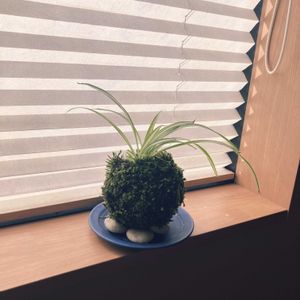 オリヅルラン,庭の苔,苔玉の画像