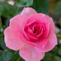 コスモス,コスモス畑,ありがとう❤️,バラ・ミニバラ,今日のお花の画像