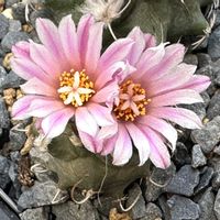 サボテン,シュワルジー,サボテン科,サボテンの花,ピンクの花の画像