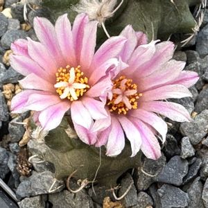 サボテン,シュワルジー,サボテン科,サボテンの花,ピンクの花の画像