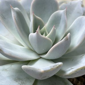 多肉植物,エケベリア属,室内組,マンションの画像