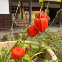 ホオズキの画像