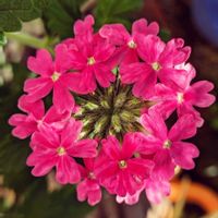 宿根バーベナ,キンモクセイ（金木犀）,キンモクセイ（金木犀）,鉢植え,花壇の画像
