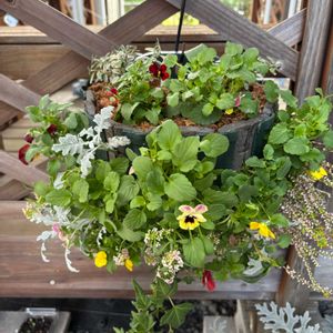 ビオラ,ハンギングバスケット,おうち園芸,府民の園芸の画像