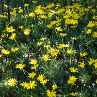 バラ,ギンバイカ,ユリオプスデージー,芝生,ユリオプス デージーの画像