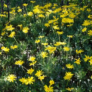 バラ,ギンバイカ,ユリオプスデージー,芝生,ユリオプス デージーの画像