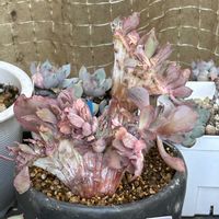 オキザリス,グラジオラス,スズラン水仙,高砂の翁　綴化,ゴーヤの花の画像