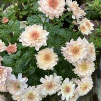 オクラ,キク,クフェア,ビオラ,クリサンセマムの画像