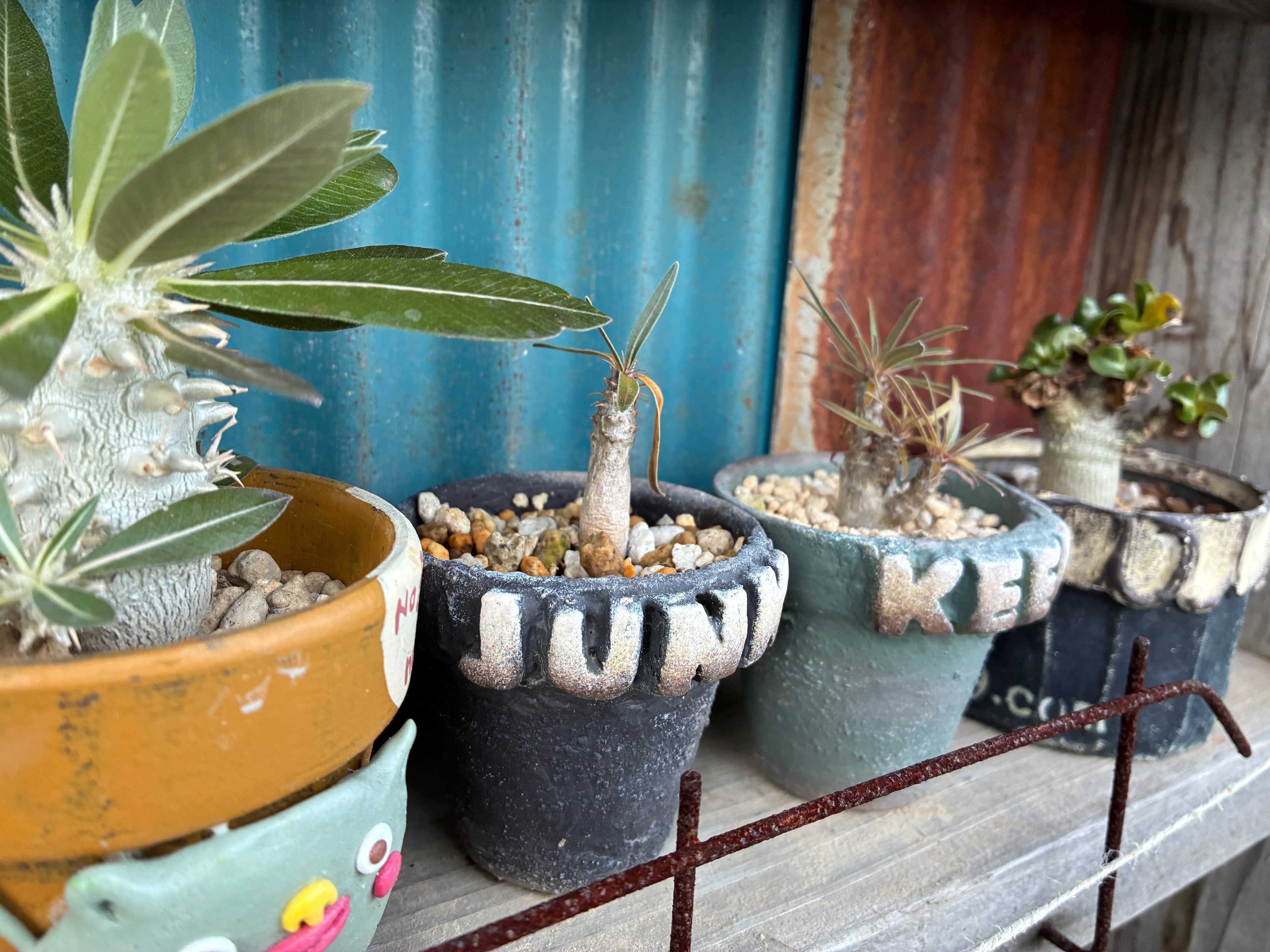 パキポディウムの育て方｜ 植え替え時期や室内での置き場所は