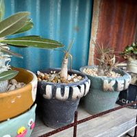 パキポディウム・グラキリス,みしょり隊,ふうのみしょっ子の画像