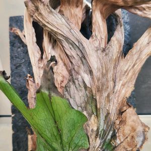 コウモリラン,ビカクシダ,プラティセリウム グランデ,プラティセリウム スーパーバム,観葉植物の画像