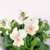 ビオラ,ビオレッタ,ビオレッタ ミスピーチ,ベランダガーデン,花のある暮らしの画像