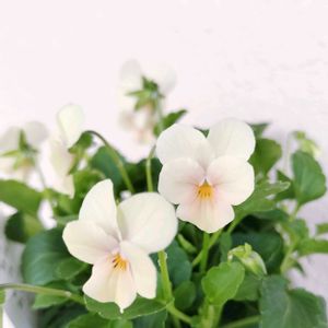 ビオラ,ビオレッタ,ビオレッタ ミスピーチ,ベランダガーデン,花のある暮らしの画像