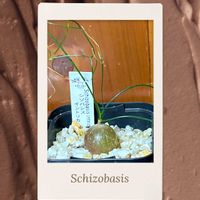 すみれ牡丹,玉葉,ブルーエルフ,アルブカ,多肉植物いろいろの画像