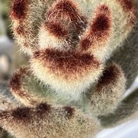 福兎耳,チョコレートソルジャー,月の光,カランコエパンダ,カランコエ ホノルルの画像