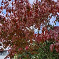 ハナミズキ,ハナミズキ,,やつでの蕾,猫バスの画像