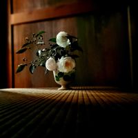 サザンカ,シャシャンボ,山野草,野草,母屋の画像