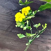 ジャスミン,朝の散歩道で,通り道のお宅の玄関横にの画像