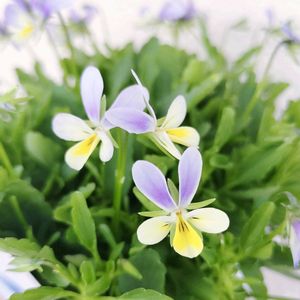 ビオラ,ビオレッタ,ビオレッタ　ハーミット,ベランダガーデン,花のある暮らしの画像