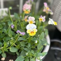 パンジー,ビオラ,ロカハーツ ホルシス,ビオラ ロカハーツ ホルシス,ガーデニングの画像